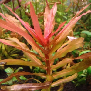 Ammania Senegalensis - Easy Live Aquarium Pond Aquatic Plant