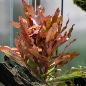 Ammania Senegalensis - Easy Live Aquarium Pond Aquatic Plant