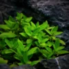 Staurogyne Repens - Easy Live Aquarium Pond Aquatic Plant