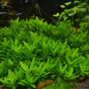 Staurogyne Repens - Easy Live Aquarium Pond Aquatic Plant