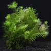 Rotala Nanjenshan - Easy Live Aquarium Pond Aquatic Plant