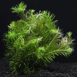 Rotala Nanjenshan - Easy Live Aquarium Pond Aquatic Plant