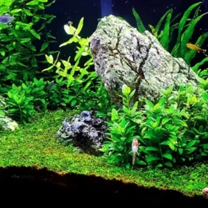 Staurogyne Repens - Easy Live Aquarium Pond Aquatic Plant