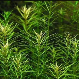 Rotala Nanjenshan - Easy Live Aquarium Pond Aquatic Plant