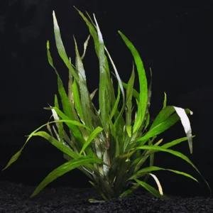 Hygrophila Angustifolia - Easy Live Aquarium Pond Aquatic Plant