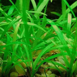 Dwarf Sagittaria Sagittaria Subulata, Narrow - Leaved Arrowhead - Easy Live Aquarium Pond Aquatic Plant