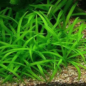 Dwarf Sagittaria Sagittaria Subulata, Narrow - Leaved Arrowhead - Easy Live Aquarium Pond Aquatic Plant