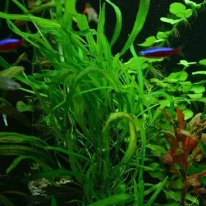 Hygrophila Angustifolia - Easy Live Aquarium Pond Aquatic Plant