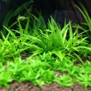 Broadleaf Chain Sword Echinodorus Quadricostatus - Easy Live Aquarium Pond Aquatic Plant