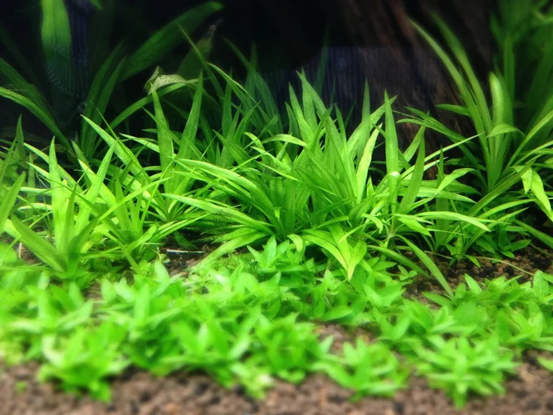 Broadleaf Chain Sword Echinodorus Quadricostatus - Easy Live Aquarium Pond Aquatic Plant