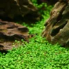 Glosso Glossostigma Elatinoides - Easy Live Aquarium Pond Aquatic Plant