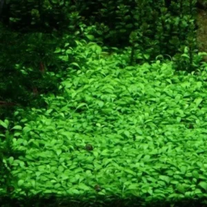 Glosso Glossostigma Elatinoides - Easy Live Aquarium Pond Aquatic Plant