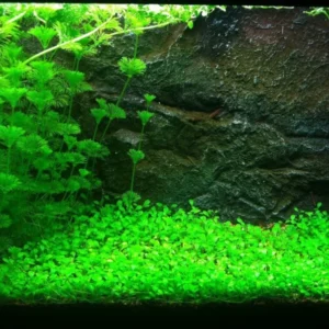 Glosso Glossostigma Elatinoides - Easy Live Aquarium Pond Aquatic Plant