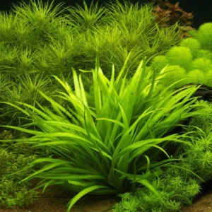 Broadleaf Chain Sword Echinodorus Quadricostatus - Easy Live Aquarium Pond Aquatic Plant