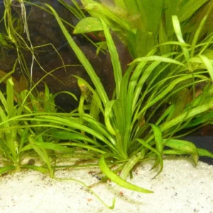 Broadleaf Chain Sword Echinodorus Quadricostatus - Easy Live Aquarium Pond Aquatic Plant