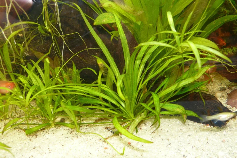Broadleaf Chain Sword Echinodorus Quadricostatus - Easy Live Aquarium Pond Aquatic Plant