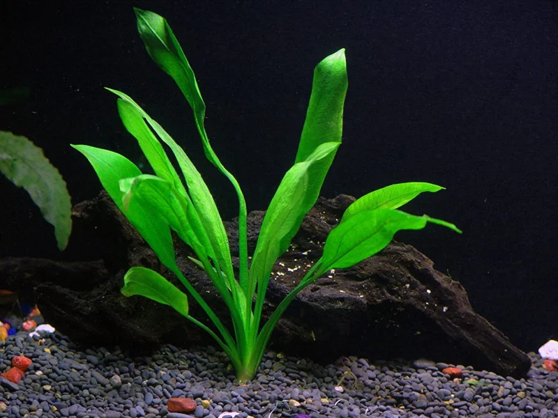 Amazon Sword Echinodorus Amazonicus - Easy Live Aquarium Pond Aquatic Plant
