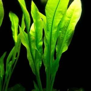 Amazon Sword Echinodorus Amazonicus - Easy Live Aquarium Pond Aquatic Plant