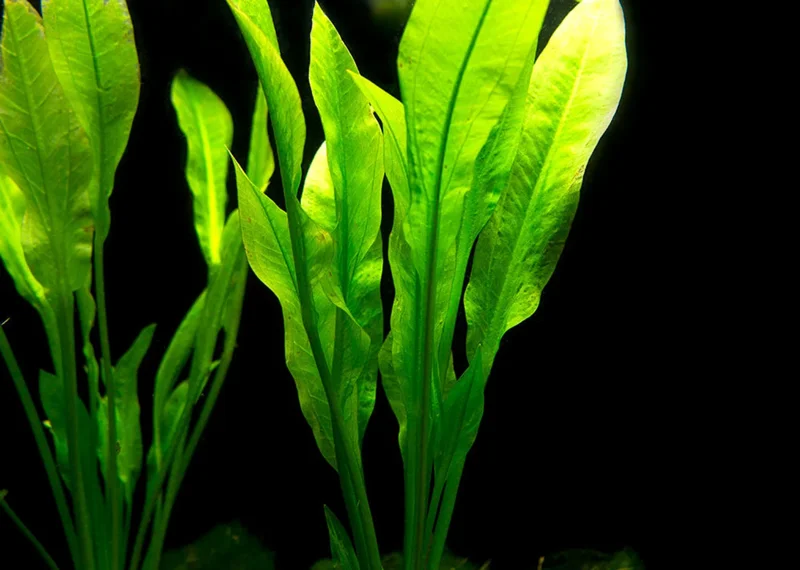 Amazon Sword Echinodorus Amazonicus - Easy Live Aquarium Pond Aquatic Plant