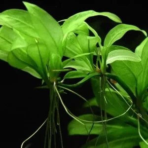 Amazon Sword Echinodorus Amazonicus - Easy Live Aquarium Pond Aquatic Plant