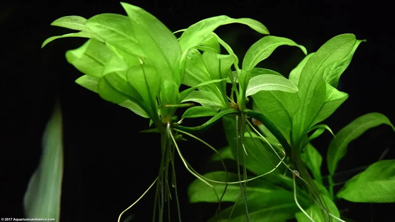Amazon Sword Echinodorus Amazonicus - Easy Live Aquarium Pond Aquatic Plant