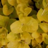 Golden Lloydiella - Golden Creeping Jenny Lysimachia Nummularia 'Aurea' - Easy Live Aquarium Pond Aquatic Plant