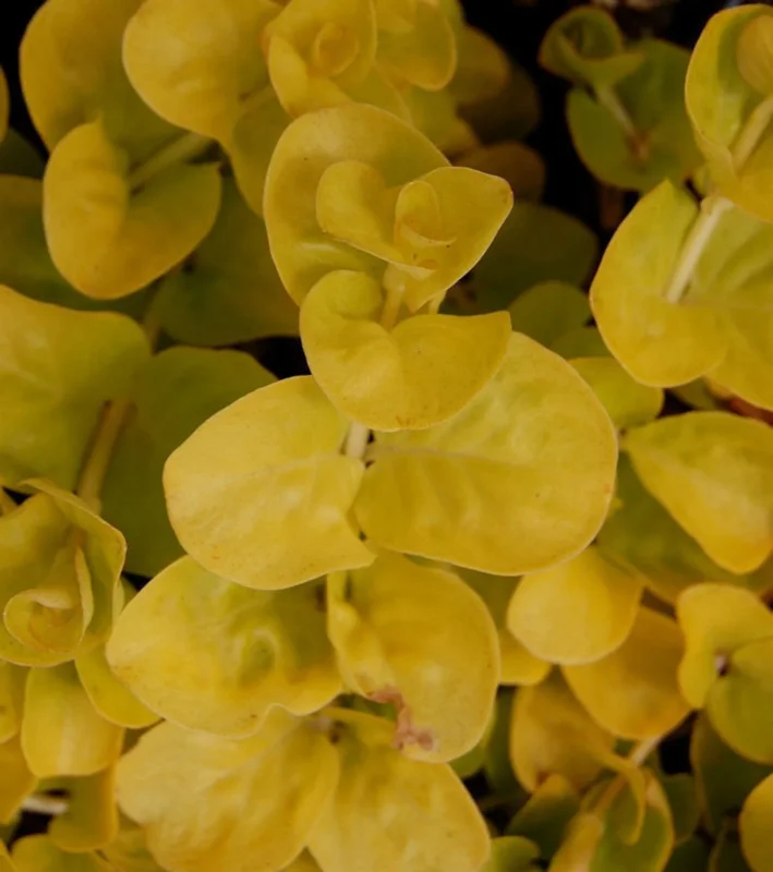Golden Lloydiella - Golden Creeping Jenny Lysimachia Nummularia 'Aurea' - Easy Live Aquarium Pond Aquatic Plant