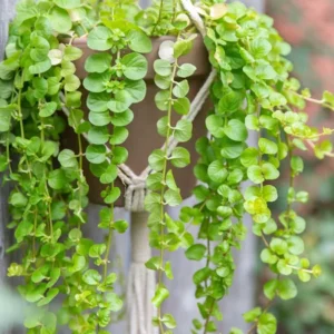 Golden Lloydiella - Golden Creeping Jenny Lysimachia Nummularia 'Aurea' - Easy Live Aquarium Pond Aquatic Plant