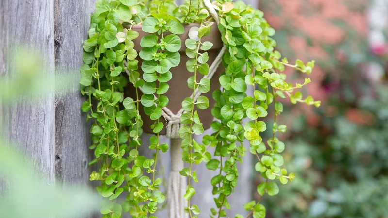 Golden Lloydiella - Golden Creeping Jenny Lysimachia Nummularia 'Aurea' - Easy Live Aquarium Pond Aquatic Plant