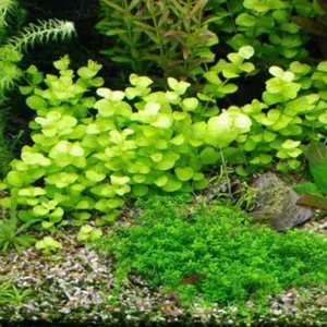 Golden Lloydiella - Golden Creeping Jenny Lysimachia Nummularia 'Aurea' - Easy Live Aquarium Pond Aquatic Plant