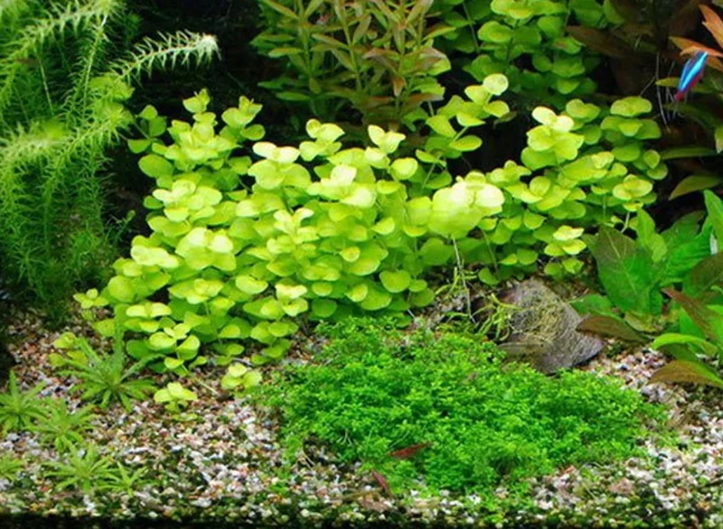Golden Lloydiella - Golden Creeping Jenny Lysimachia Nummularia 'Aurea' - Easy Live Aquarium Pond Aquatic Plant