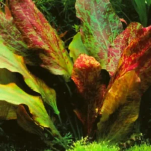 Red Flame Sword Echinodorus - Easy Live Aquarium Pond Aquatic Plant