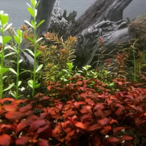 Brahmi - Bacopa Monnieri Moneywort - Easy Live Aquarium Pond Aquatic Plant