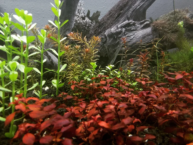 Brahmi - Bacopa Monnieri Moneywort - Easy Live Aquarium Pond Aquatic Plant