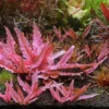Cryptocoryne 'Pink Flamingo' - Easy Live Aquarium Pond Aquatic Plant