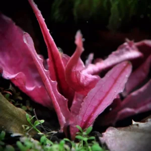 Cryptocoryne 'Pink Flamingo' - Easy Live Aquarium Pond Aquatic Plant
