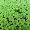Large Portion Azolla Filiculoides Fairy Moss, Mosquito Fern - Easy Live Aquarium Pond Aquatic Plant