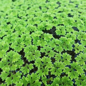Large Portion Azolla Filiculoides Fairy Moss, Mosquito Fern - Easy Live Aquarium Pond Aquatic Plant