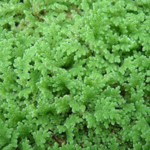 Large Portion Azolla Filiculoides Fairy Moss, Mosquito Fern - Easy Live Aquarium Pond Aquatic Plant