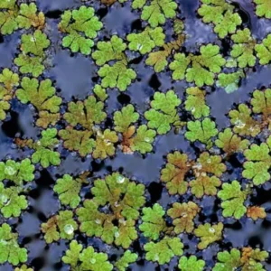 Large Portion Azolla Filiculoides Fairy Moss, Mosquito Fern - Easy Live Aquarium Pond Aquatic Plant