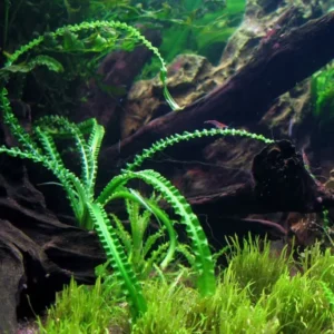 Crinum Calamistratum - Easy Live Aquarium Pond Aquatic Plant