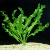 Aponogeton Ulvaceus - Easy Live Aquarium Pond Aquatic Plant Sprouted Bulb