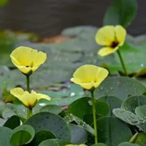 Water Poppy Hydrocleys Nymphoides - Easy Live Aquarium Pond Aquatic Plant