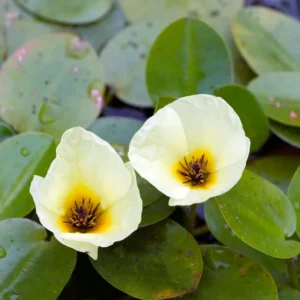 Water Poppy Hydrocleys Nymphoides - Easy Live Aquarium Pond Aquatic Plant