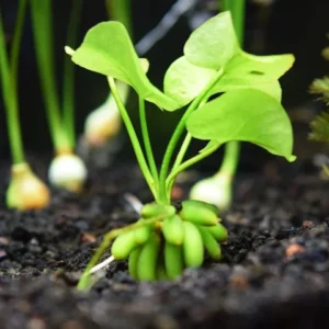 Banana Lily Plant Nymphoides Aquatica - Easy Live Aquarium Pond Aquatic Plant