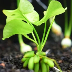Banana Lily Plant Nymphoides Aquatica - Easy Live Aquarium Pond Aquatic Plant