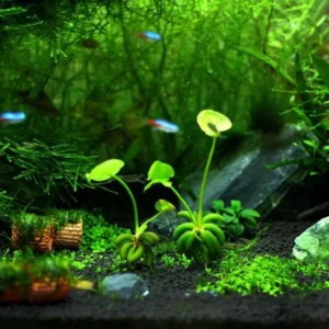 Banana Lily Plant Nymphoides Aquatica - Easy Live Aquarium Pond Aquatic Plant