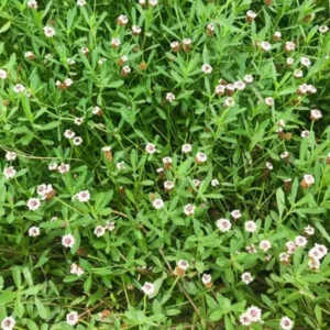 Frog Fruit Phyla Nodiflora - Live Aquatic Marginal Starter Plant for Water Gardens, Ponds and Aquascapes