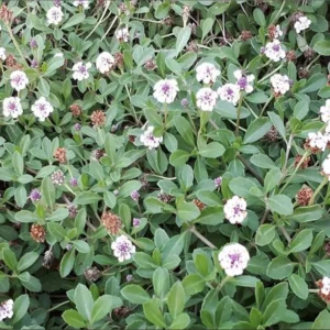 Frog Fruit Phyla Nodiflora - Live Aquatic Marginal Starter Plant for Water Gardens, Ponds and Aquascapes
