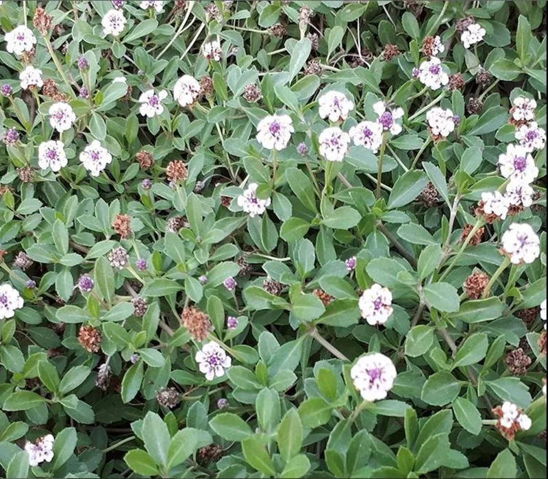 Frog Fruit Phyla Nodiflora - Live Aquatic Marginal Starter Plant for Water Gardens, Ponds and Aquascapes